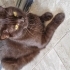 Nadir renkte cins kedi fotoğraf