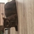 Nadir renkte cins kedi fotoğraf