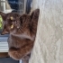Nadir renkte cins kedi fotoğraf