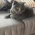 Scottish Straight 4 Yaş, dişi, Güvenilir Yuva Aranıyor fotoğraf
