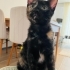 Yavru oreo yuva arıyor fotoğraf