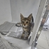 İZMİR TIGER TABY DAHA 1.5 AYLIK !!KLİNİKTE MELEĞİNİ BEKLİYOR fotoğraf