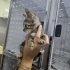 İZMİR TIGER TABY DAHA 1.5 AYLIK !!KLİNİKTE MELEĞİNİ BEKLİYOR fotoğraf