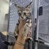 İZMİR TIGER TABY DAHA 1.5 AYLIK !!KLİNİKTE MELEĞİNİ BEKLİYOR fotoğraf