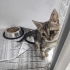 İZMİR TIGER TABY DAHA 1.5 AYLIK !!KLİNİKTE MELEĞİNİ BEKLİYOR fotoğraf