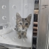 İZMİR TIGER TABY DAHA 1.5 AYLIK !!KLİNİKTE MELEĞİNİ BEKLİYOR fotoğraf