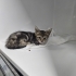 İZMİR TIGER TABY DAHA 1.5 AYLIK !!KLİNİKTE MELEĞİNİ BEKLİYOR fotoğraf