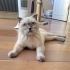 Dişi 8 aylık uysal fotoğraf
