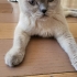 Dişi 8 aylık uysal fotoğraf