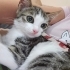 Sütten yeni kesilmiş kedi tel:0545 806 86 49 fotoğraf