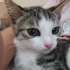 Sütten yeni kesilmiş kedi tel:0545 806 86 49 fotoğraf