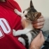 Sütten yeni kesilmiş kedi tel:0545 806 86 49 fotoğraf