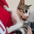 Sütten yeni kesilmiş kedi tel:0545 806 86 49 fotoğraf