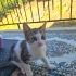 Sütten yeni kesilmiş kedi tel:0545 806 86 49 fotoğraf