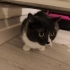 Kül rengi kendine has bir kedi fotoğraf