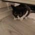 Kül rengi kendine has bir kedi fotoğraf