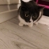 Kül rengi kendine has bir kedi fotoğraf