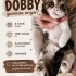 Tatlı Dobby Yuva arıyor! fotoğraf