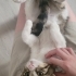 Tatlı Dobby Yuva arıyor! fotoğraf