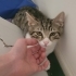 Tatlı Dobby Yuva arıyor! fotoğraf