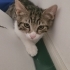 Tatlı Dobby Yuva arıyor! fotoğraf