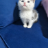 Prensesimiz Bella Hanım fotoğraf
