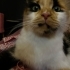 Eşsiz kedi CİCİ'ye Yuva Arıyoruz 🧡 fotoğraf