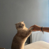 TAYFUR YENİ YUVASINI ARIYOR fotoğraf