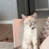 Dobby kalıcı yuvasını arıyor fotoğraf
