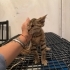 Kör Savaşçı Güçlü fotoğraf
