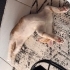 Sosyal medya Fenomeni Sarmanımız Acil kalıcı yuvasını arıyor fotoğraf