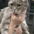 Pati Artık Gerçek Evini Arıyor | Scottish Fold Erkek fotoğraf