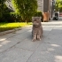 Pati Artık Gerçek Evini Arıyor | Scottish Fold Erkek fotoğraf