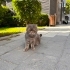 Pati Artık Gerçek Evini Arıyor | Scottish Fold Erkek fotoğraf