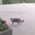 Pati Artık Gerçek Evini Arıyor | Scottish Fold Erkek fotoğraf
