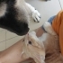 KISIRLAŞTIRILMASI BİZE AİT! MALZEMELERIYLE VERİLECEK! fotoğraf