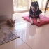 KISIRLAŞTIRILMASI BİZE AİT! MALZEMELERIYLE VERİLECEK! fotoğraf
