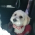 Dişi Maltipoo Rose fotoğraf