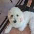 Dişi Maltipoo Rose fotoğraf