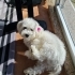 Dişi Maltipoo Rose fotoğraf