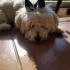 Dişi Maltipoo Rose fotoğraf