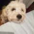 Dişi Maltipoo Rose fotoğraf