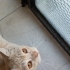 Bu güzellik sokaklarda yok olmasın fotoğraf