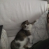Minik Bambi'ye Ömürlük Yuva fotoğraf