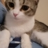 Minik Bambi'ye Ömürlük Yuva fotoğraf