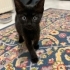Minik Bebek Yuvasını Arıyor fotoğraf