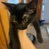 SALEM ÖMÜRLÜK YUVASINI ARIYOR fotoğraf