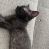 SALEM ÖMÜRLÜK YUVASINI ARIYOR fotoğraf