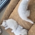 Tam bır ev kedısı cok sırnasık çok sevecen evde yatakta bırlikte uyur fotoğraf