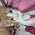 İstanbul Sarman Yavru Kedi fotoğraf
